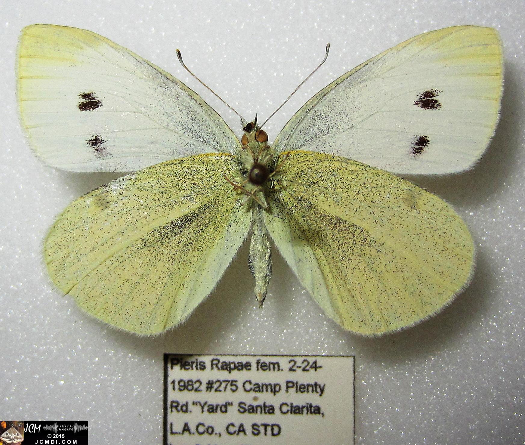 Cabbage Butterfly (Pieris rapae) adult insect, mounted female verso